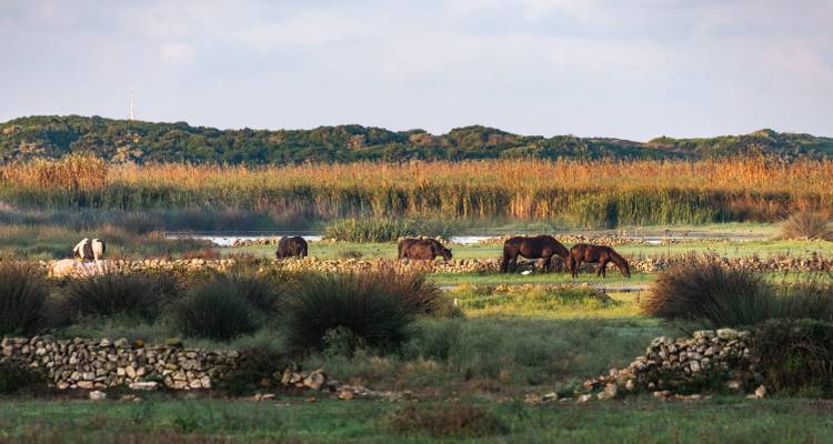 Chevaux broutant dans une zone humide.