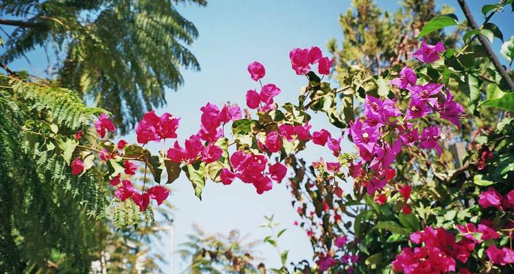 Fleurs rose vif avec un arrière-plan d'arbres et de ciel.