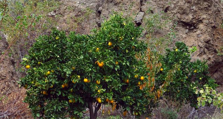 Des orangers poussant sur un terrain rocheux.