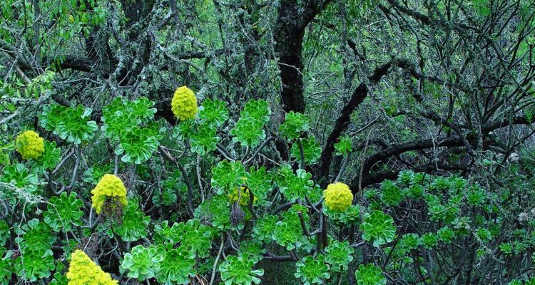 Vue en gros plan de feuillage vert avec des fleurs jaune vif.