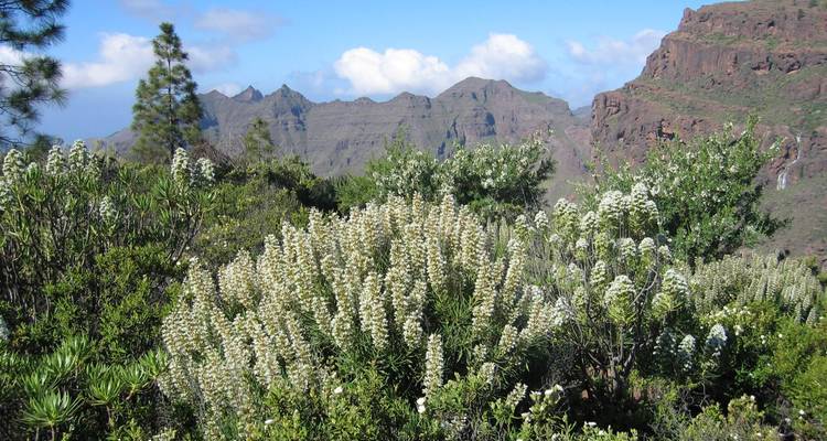 Paysage luxuriant avec des plantes à fleurs blanches et des montagnes.