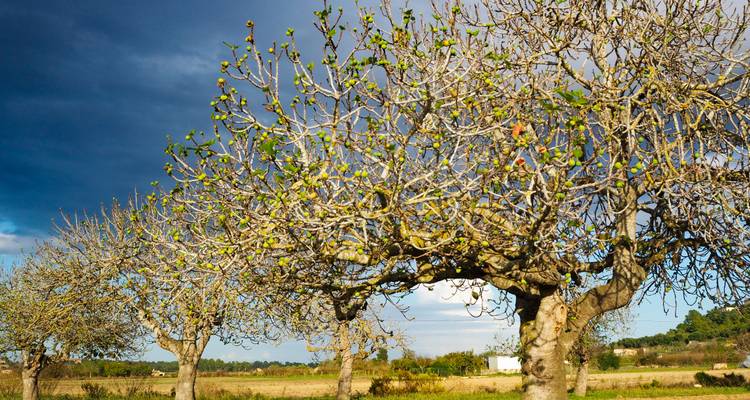 Barren trees in a field under a dramatic sky.