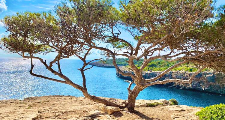 Kronkelige kustboom die een sprankelende blauwe Middellandse Zee baai omlijst
