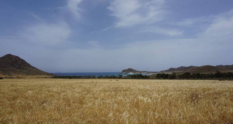 Champ de blé avec un aperçu de la mer en arrière-plan.