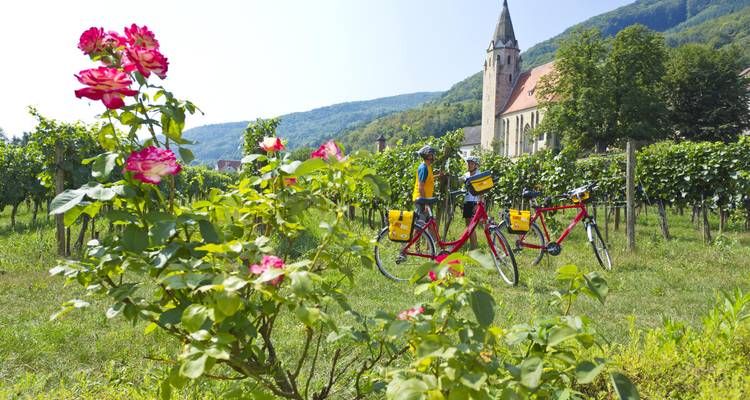 Deux vélos de randonnée rouge vif stationnés parmi des vignes en fleurs avec un clocher d'église et un vignoble en arrière-plan