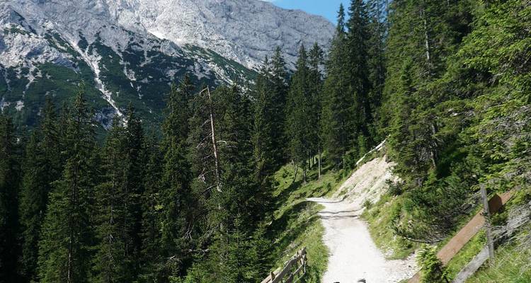 Un sentier de terre serpentant à travers une forêt avec des montagnes en arrière-plan.