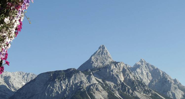 Pics montagneux spectaculaires avec des fleurs au premier plan.