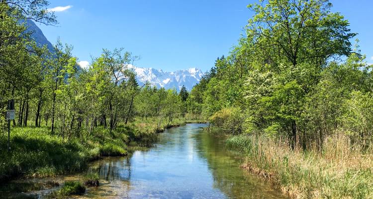 Heldere beek die door weelderig moerasland stroomt, omringd door groene bomen met besneeuwde Alpen op de achtergrond.
