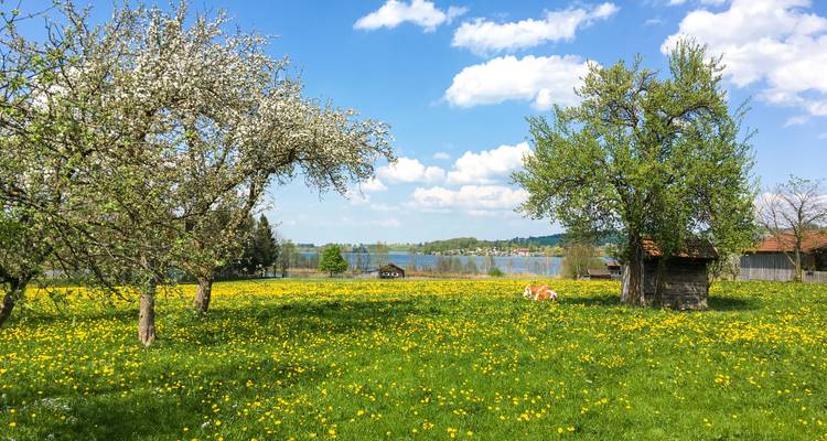 Lenteweide bedekt met gele bloemen met fruitbomen en een meer dat daarachter schittert.
