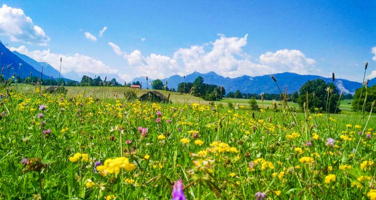 Kleurrijke wildbloemweide strekt zich uit onder een heldere alpenhemel met bergtoppen op de achtergrond.