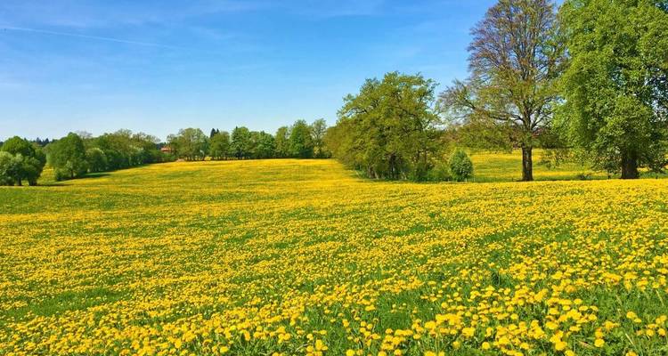 Campo de flores amarillas en un día soleado.