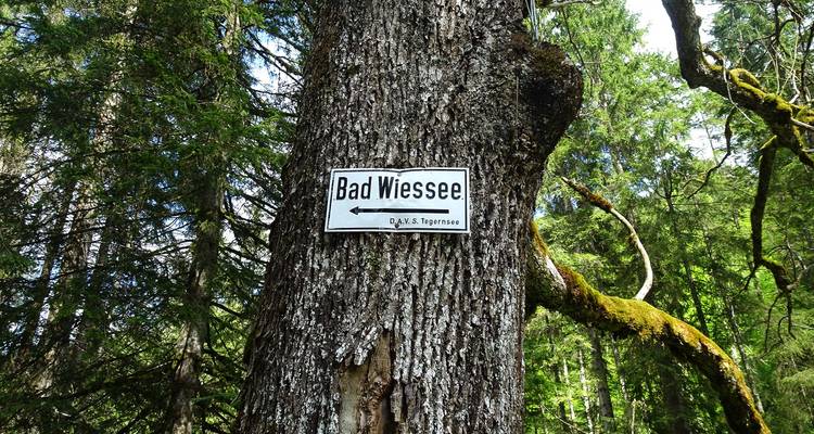 Een richtingbord met "Bad Wiessee" is vastgespijkerd aan een met mos bedekte boom in een dicht bos.