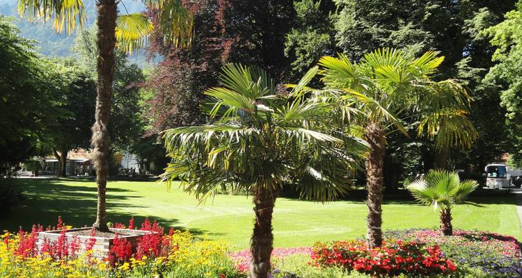 Parque con palmeras y macizos de flores coloridas.