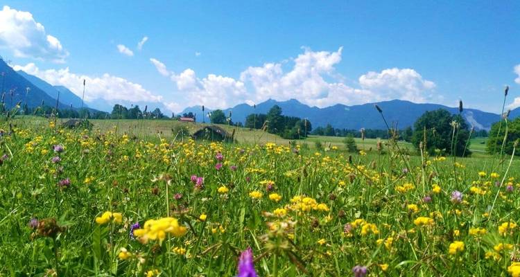 Un campo de flores silvestres con montañas de fondo.