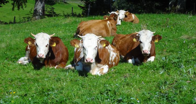 Des vaches paressant dans un champ herbeux avec des montagnes.