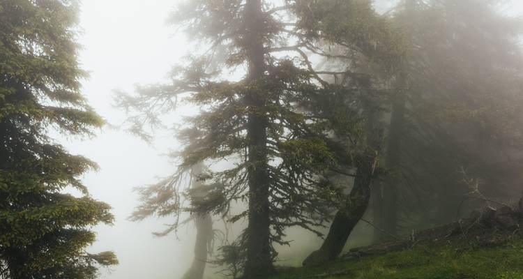 Nebliger Wald mit silhouettierten Bäumen und stimmungsvoller Atmosphäre.