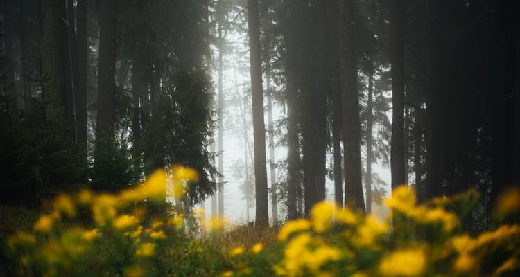 Nebliger Wald mit hohen Bäumen und leuchtend gelben Blumen im Vordergrund.