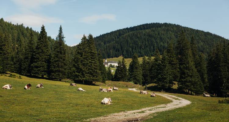 Kühe, die auf einer Wiese mit Berg- und Waldkulisse grasen.