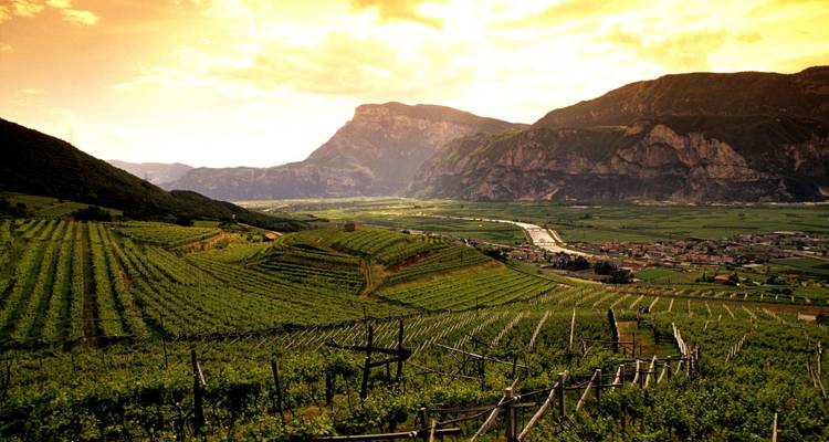 Vignobles et vallée avec montagnes en arrière-plan au coucher du soleil.