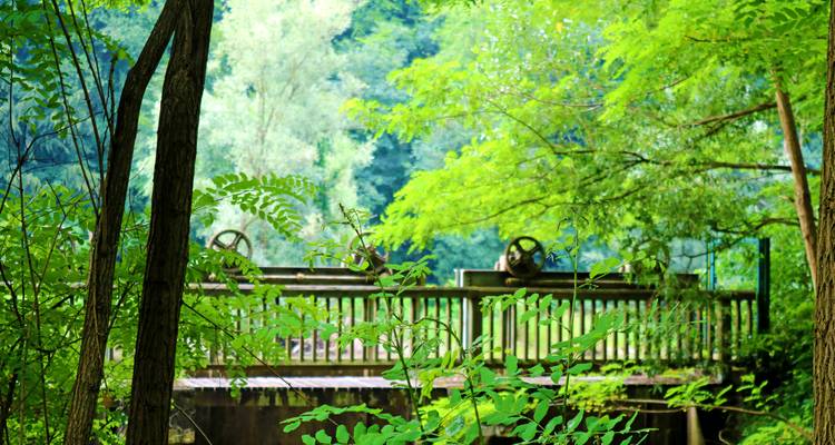 Eine schattige Holzbrücke überspannt einen Waldbach, umgeben von dichtem grünem Laub.