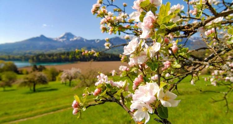 Carinthian Lakes - The Austrian Riviera 8 Days 8 Days - ASI Reisen 9
