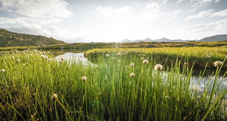 Grasige Landschaft mit flauschigen Pusteblumen und einem kleinen Teich, der das Sonnenlicht reflektiert.