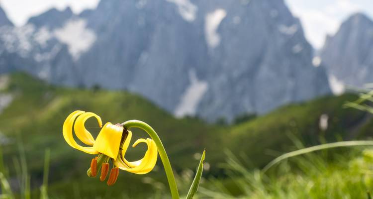 Nahaufnahme einer gelben Blume mit unscharfem Berghintergrund.