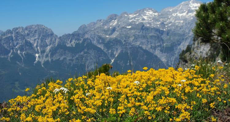 Gelbe Blumen im Vordergrund mit Bergkette im Hintergrund.