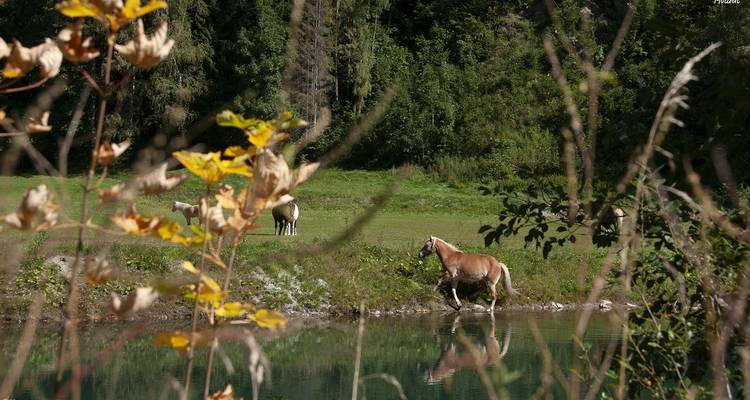 Des chevaux qui broutent près d'un étang, avec un feuillage vert luxuriant et une forêt en arrière-plan.