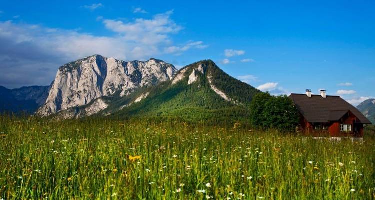 Champ de fleurs sauvages avec un paysage de montagne en arrière-plan.