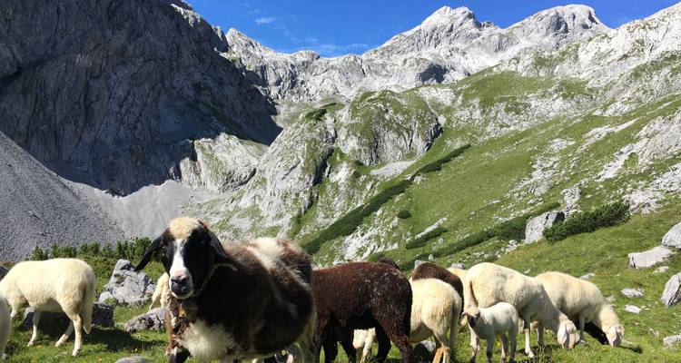 Schafherde beim Grasen in einer felsigen Bergregion.