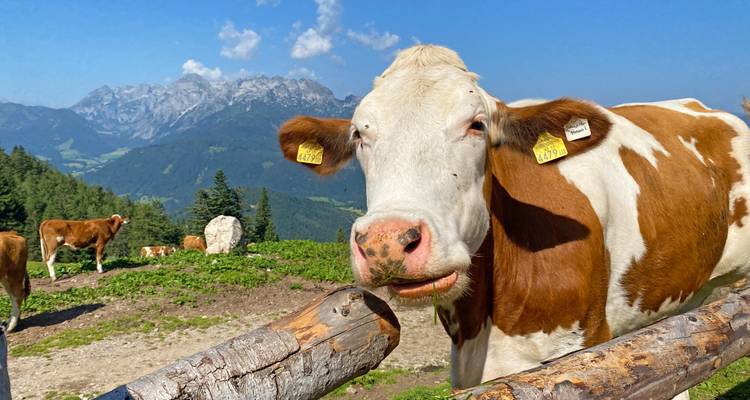 Curious cow close to camera with alpine range and blue sky in background.