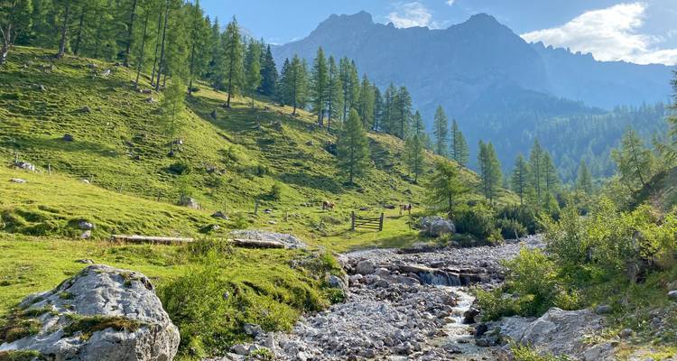 Green alpine meadow with stream, scattered trees and rugged mountain backdrop.