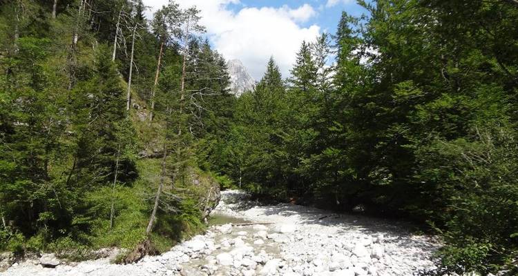 Ruisseau rocheux coulant à travers une forêt luxuriante.