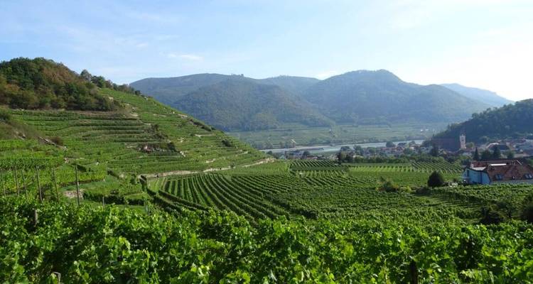 Vignobles luxuriants s'étendant vers un village dans la vallée.