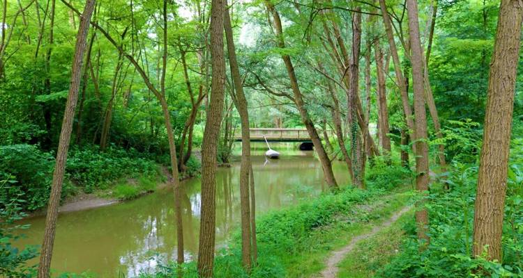 A serene forest scene with a small river and a wooden bridge in the background.