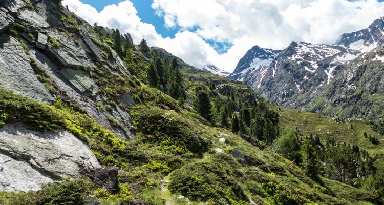 Berglandschap met rotsachtig terrein en verspreide bomen.