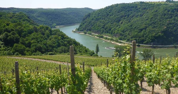 Wijngaarden die aflopen naar een rivier omringd door heuvels.