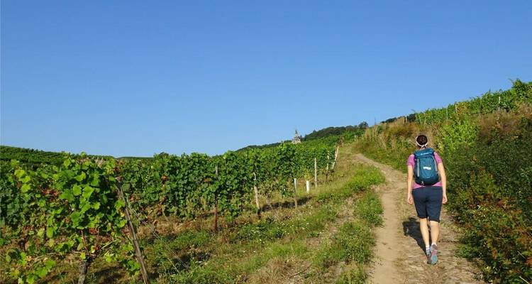 Persoon die door wijngaarden loopt met een pad.