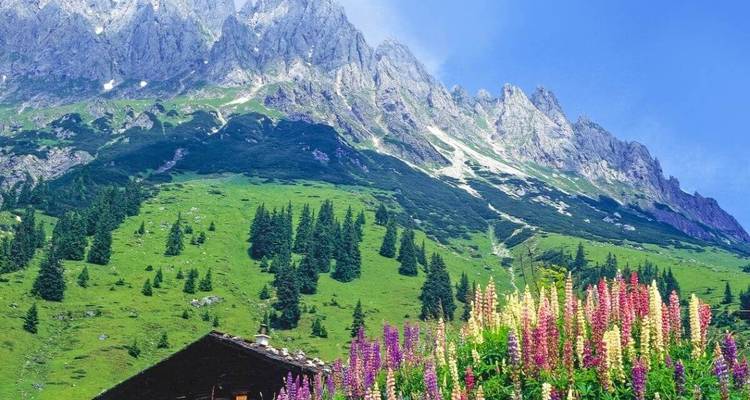 Brightly colored flowers on a hillside with dramatic mountain peaks.