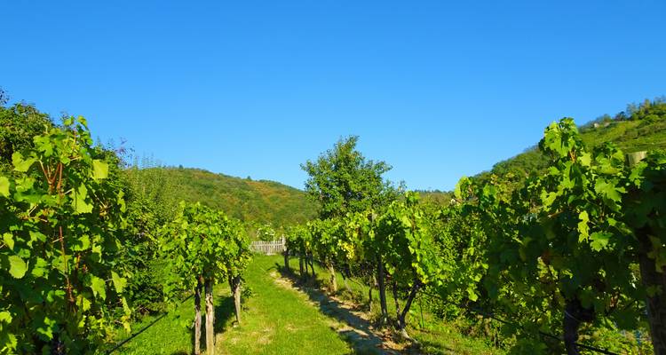 Vignoble sous un ciel bleu clair avec des collines en arrière-plan.