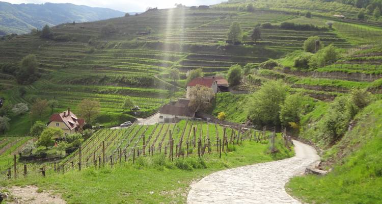 Paysage vallonné de vignoble avec des fermes dispersées et des champs en terrasses sous un ciel bleu dégagé.