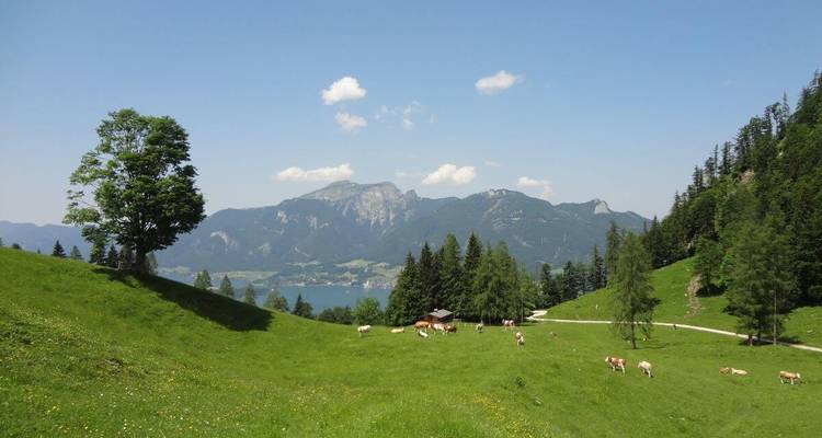 Une vue panoramique de pâturages verts avec des vaches et des montagnes au loin.