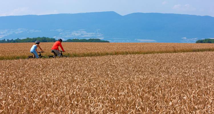 Cyclists riding through a wheat field with distant mountains.