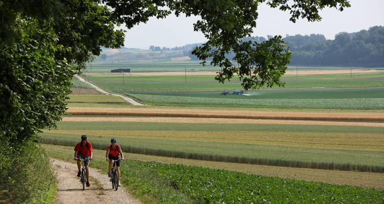 Cyclists riding bikes through a scenic agricultural landscape.