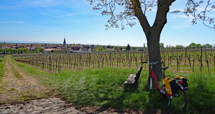 Bicycle by a tree near vineyards with a town in the distance.