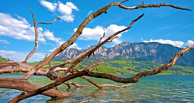 Troncs et branches dans un lac avec un décor montagneux en arrière-plan.