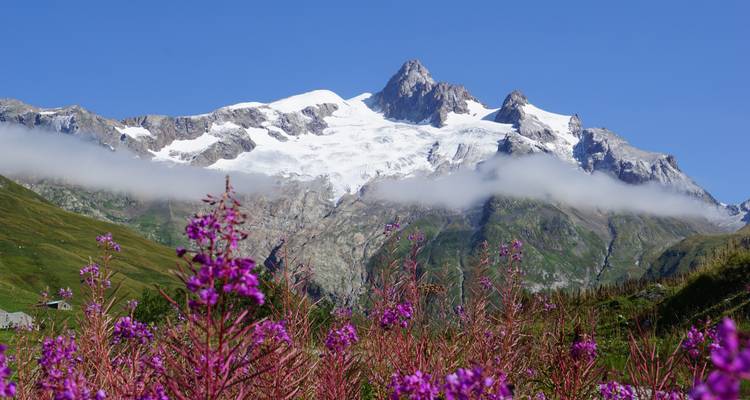 Besneeuwde bergtoppen met paarse bloemen op de voorgrond.