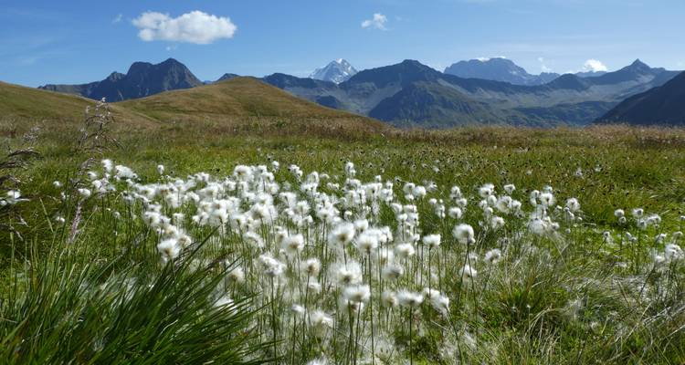 Veld met witte bloemen onder een heldere hemel, omlijst door verre bergtoppen.