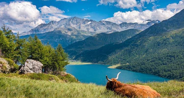 A shaggy highland cow rests on alpine grass overlooking a turquoise lake and jagged mountains.